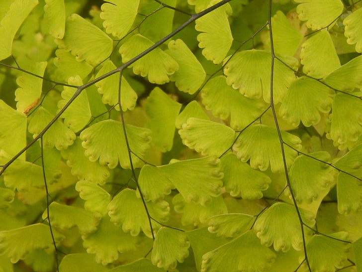 Culantrillo, Anlage, Farn, Blätter, Grün, Folia