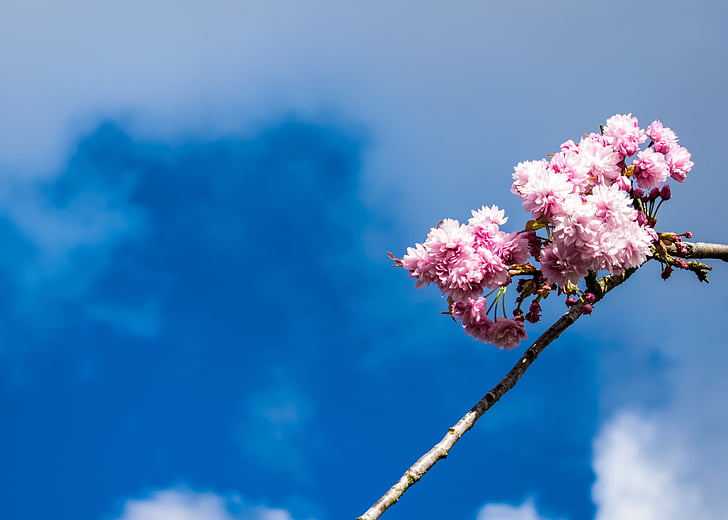 nature, sky, blue, flower, branch, april, blooming