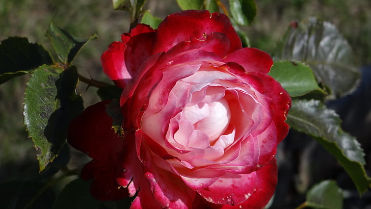 Rosa, vermell, flor, flors roses, jardí de flors