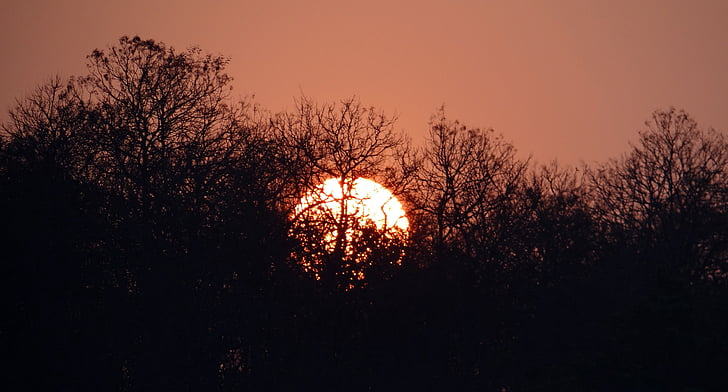 solnedgång, glöd, skogen, tattihallia, Karnataka, Indien