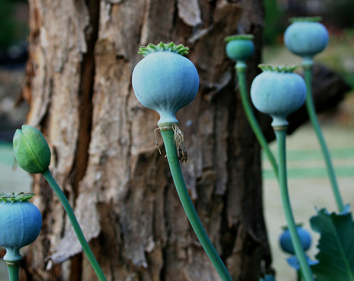 poppy, seedpod, green, round, veined, stems, garden