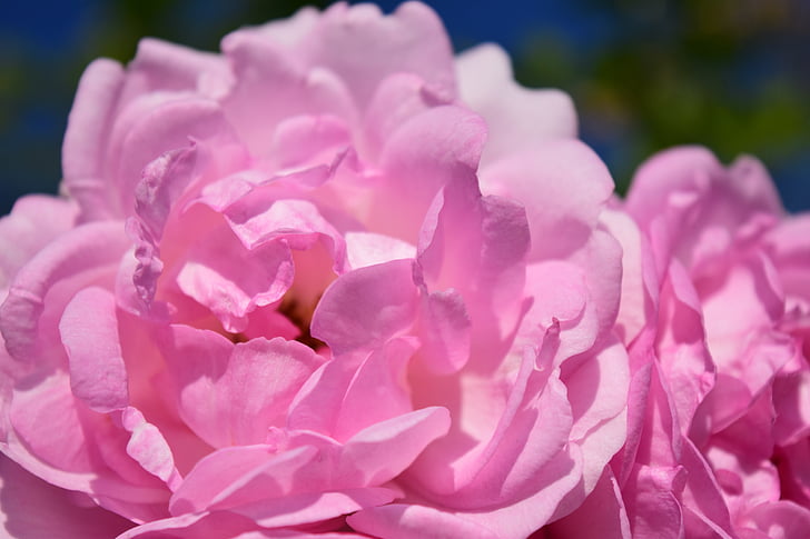 merah muda, naik, Pink rose, bunga, Blossom, mekar, mawar mekar