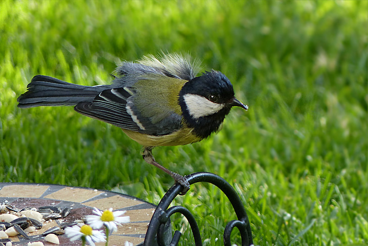 Zīle, parus galvenās, putns, Songbird, kas meklē barību, dārza