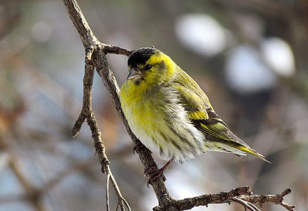 πουλί, Ευρασιατική siskin, αρσενικό, μικρό, φτερά κίτρινο