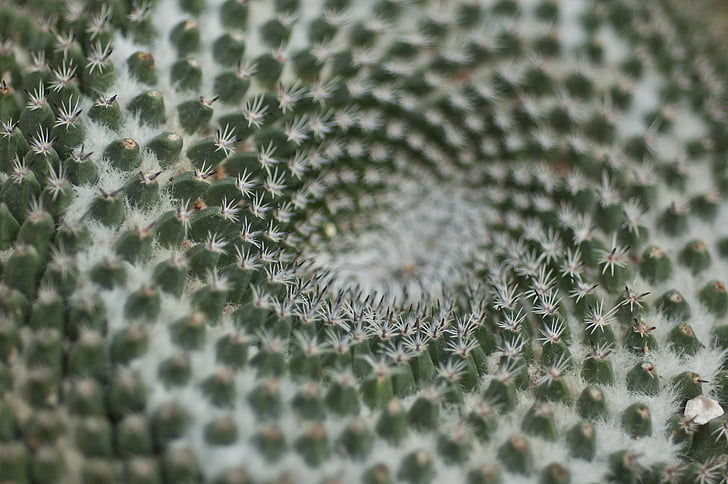 kaktus, priroda, simetrija, trn, makronaredbe, sočan, biljka