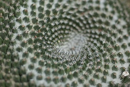 Cactus, Luonto, symmetria, Thorn, makro, mehukas, kasvi