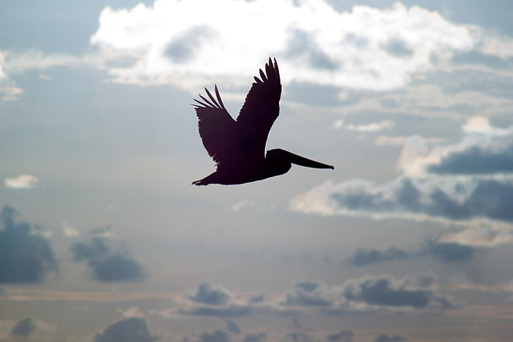 pelicans, flight, silhouette, birds, sky