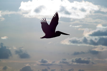 Pelikanai, skrydžio, siluetas, paukščiai, dangus