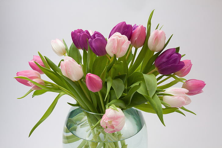 Tulip, tulipan buket, forårsblomst, buket, schnittblume, blomst, Blossom