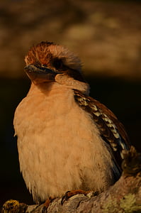 oiseau, sauvage, plumes, Kookaburra, animal, ailes, Australie