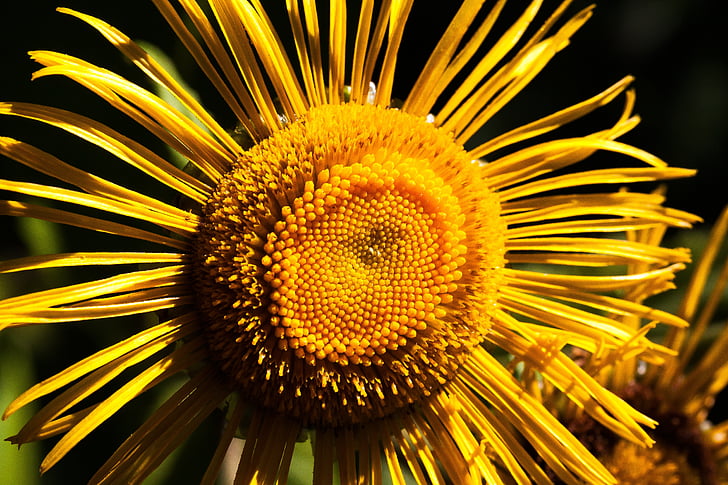 inula, flower, yellow, composites, flower basket, tongue blooms, tubular blooms