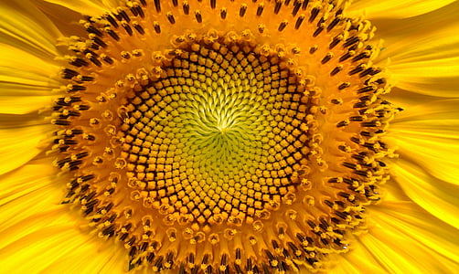auringonkukka, kukat, Helianthus, Sun, Auringonkukkia, keltainen, kasvit