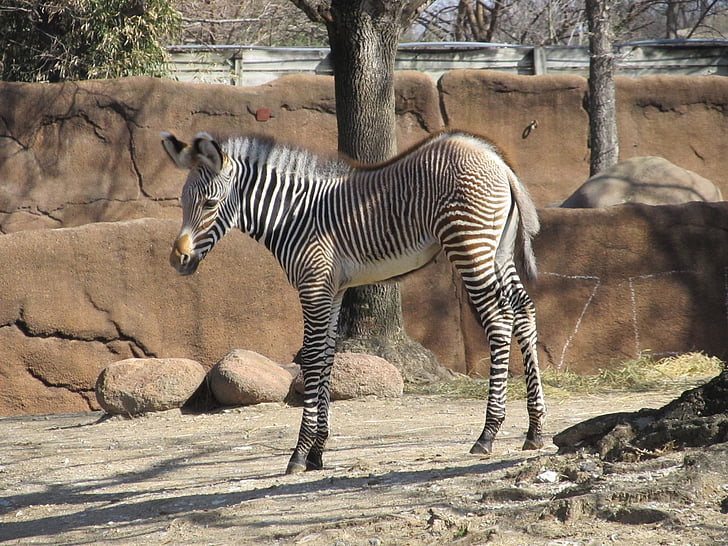 zebra, bērnu, jaunais, zooloģiskais dārzs, daba, savvaļas dzīvnieki, zīdītāju