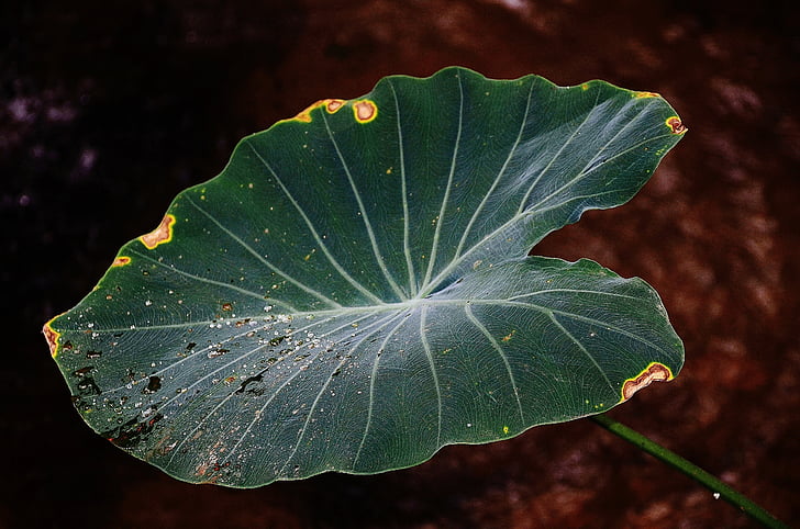 Leaf, lämnar, färgglada, grön, makro, naturen, släpp