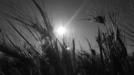 black, white, sun, wheat, spikes