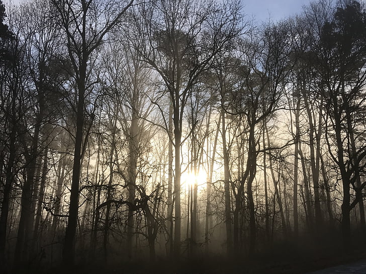 nascer do sol, nevoeiro, manhã, árvores, floresta, névoa, luz