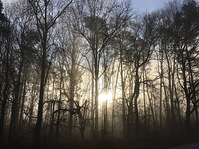 Răsărit de soare, ceaţă, dimineata, copaci, pădure, ceata, lumina