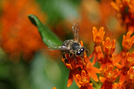 Medonosna pčela, kukac, pčela, med, žuta, priroda