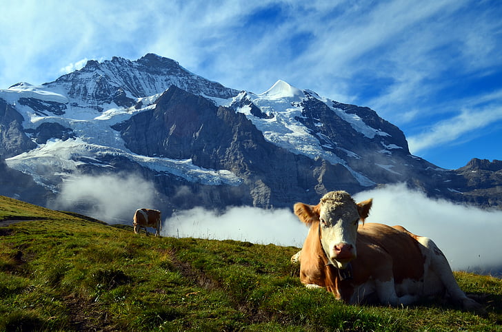 alpine, switzerland, mountains, landscape, nature, cow, beef