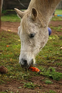 плесень, лошадь, чистокровные Аравийского, морковь, морковь, съесть, пастбище