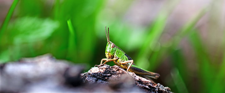 grasshopper, insect, green, close, animals