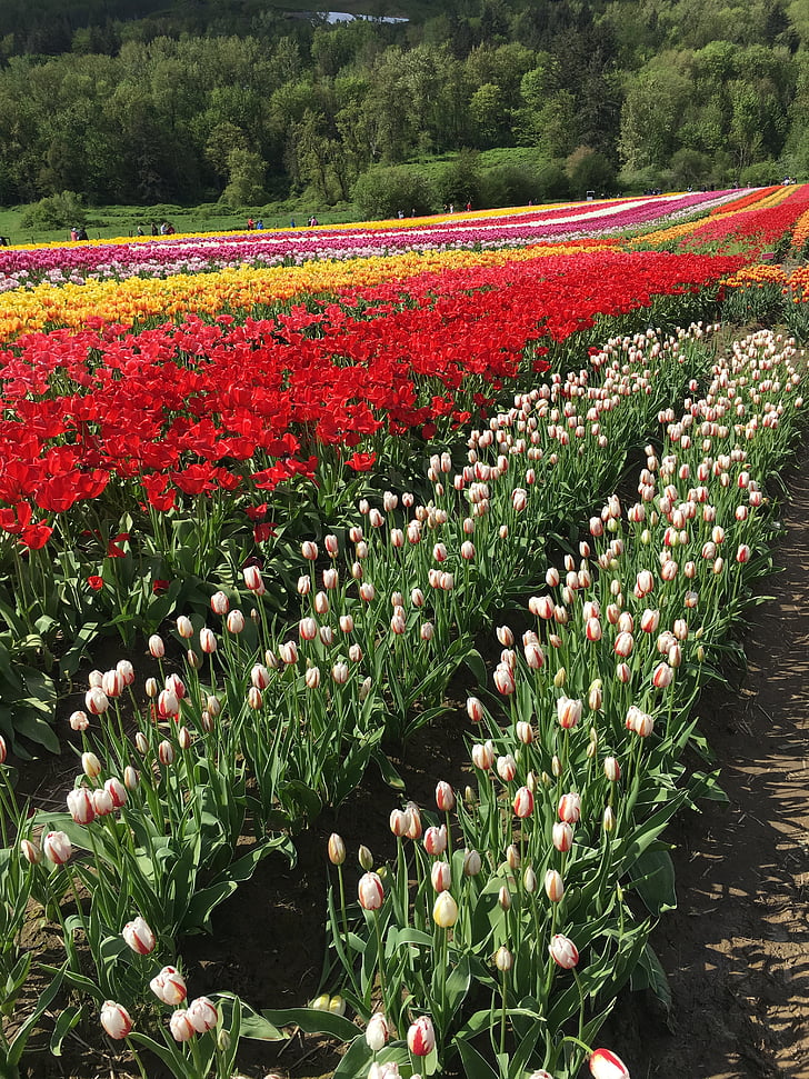 tulipany, pole, czerwony, kwiat, wiosna, ogród, kwiat