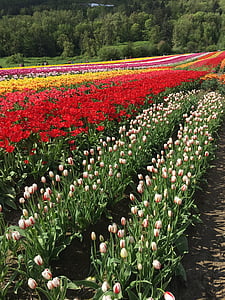 tulips, field, red, flower, spring, garden, blossom