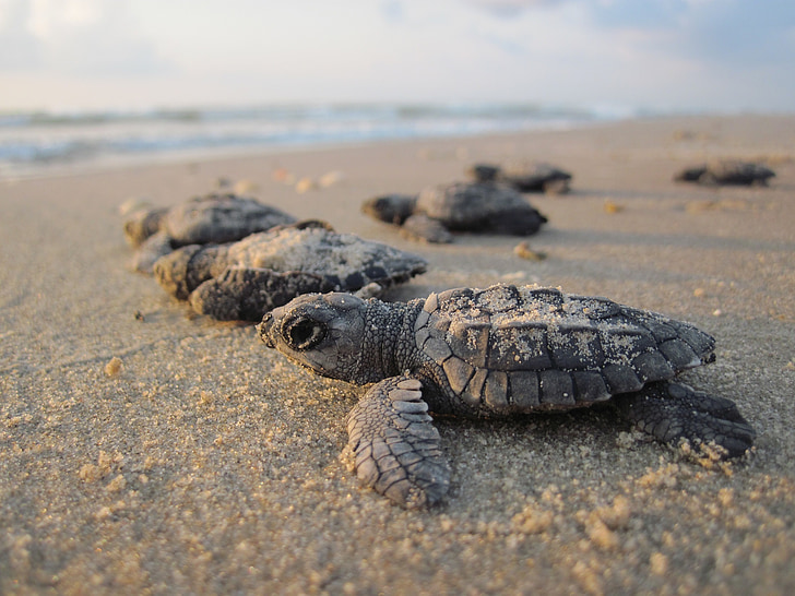 jūras bruņurupuči, Hatchlings, bērnu, pludmale, smilts, ūdens, krasts