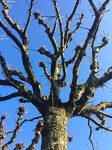 δέντρο, Kahl, αισθητική, ουρανός, μπλε, Χειμώνας, κορώνα