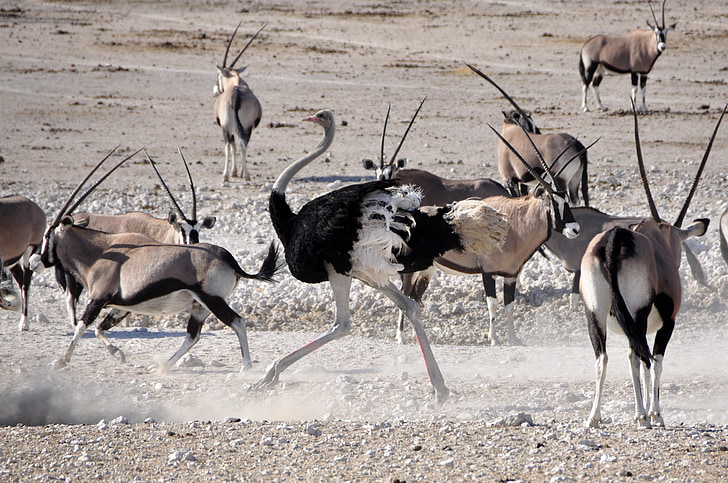 kimp, lind, antiloop, Oryx, Käivitage, rassi, looma