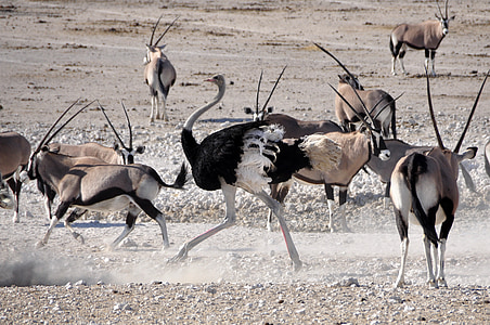 šopek, ptica, antilopa, Oryx, prost dostop, dirka, živali