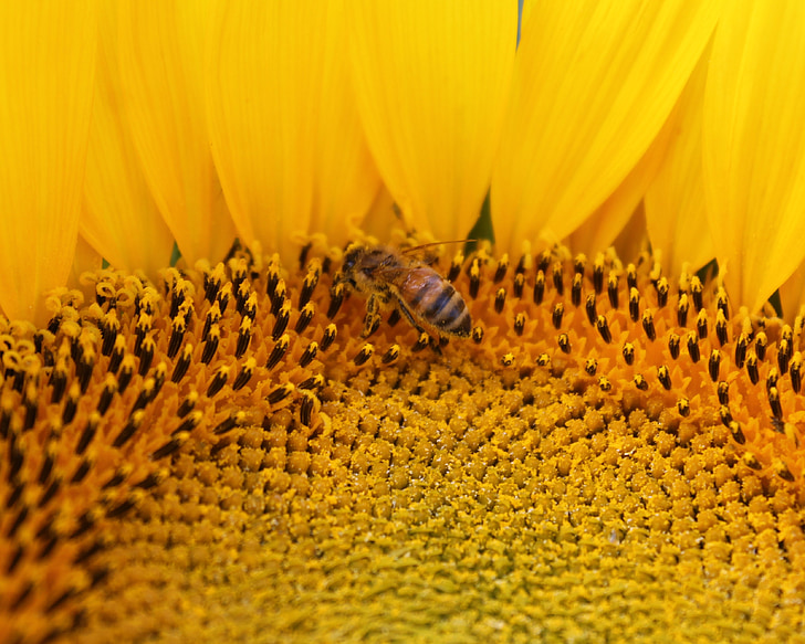 girasol, flor, abeja, abeja, apicultura, amarillo