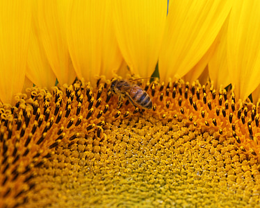 Slunečnice, květ, včely medonosné, včela, včelařství, žlutá