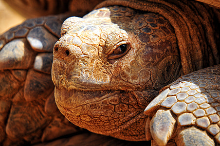atravessada de tartaruga, África, Senegal, tortie, carapaça, olho, animal