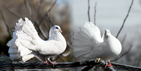 holuby, dvojica, biela, náklonnosť, šepkať sladké nežnosti, úpravy obrázkov, vták