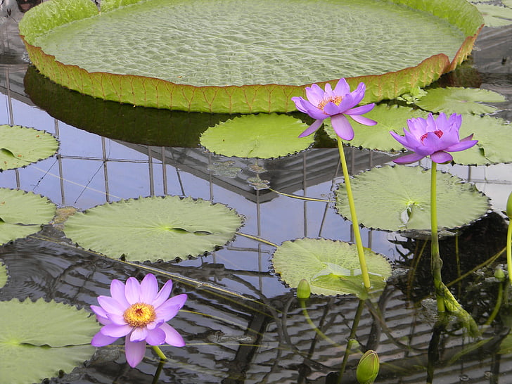 waterlily, merah muda, Lotus, air, Blossom, Flora, Kolam