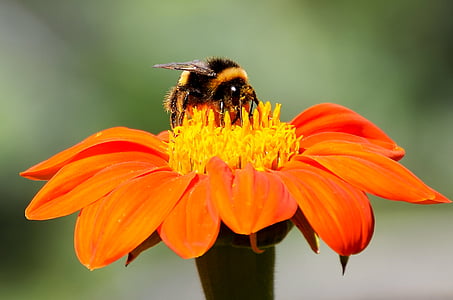 flor, abejas, abeja, naranja, planta, insectos, polen