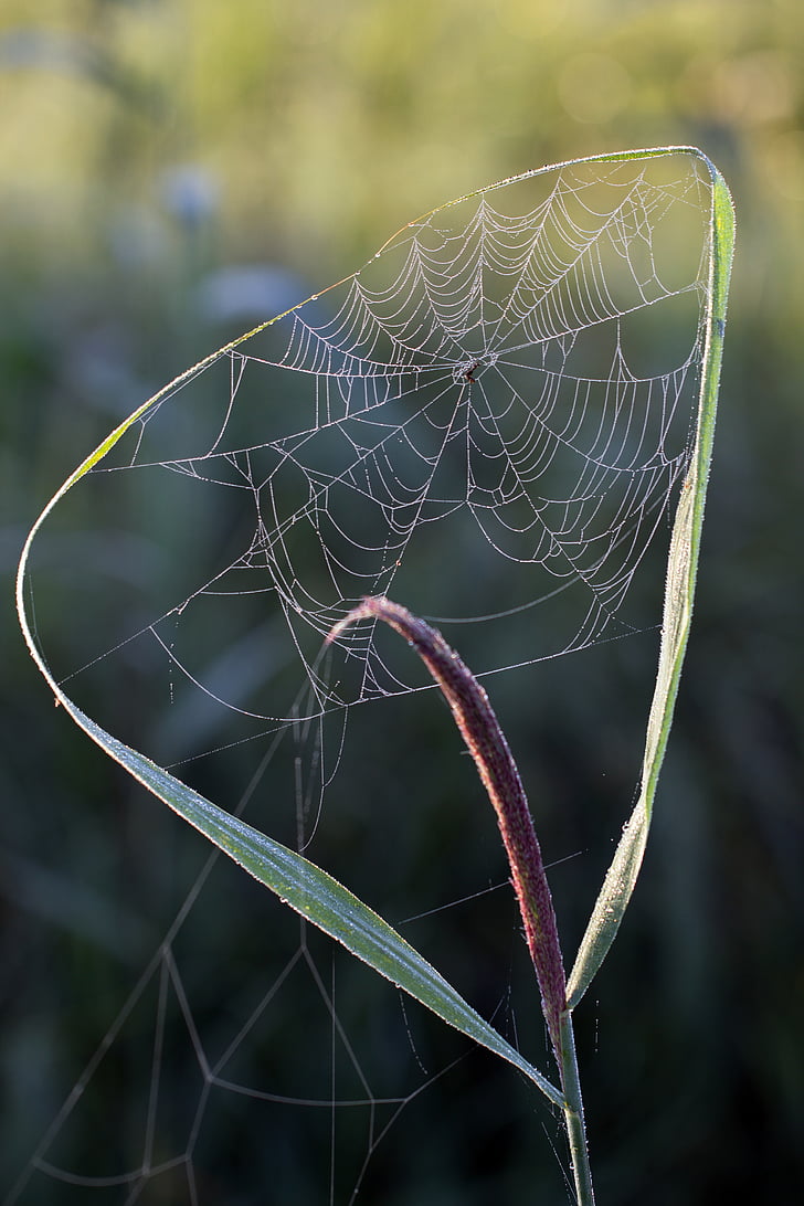 cobweb, morning sun, reed, nature, nature conservation, network, nature recording