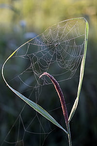 cobweb, morning sun, reed, nature, nature conservation, network, nature recording