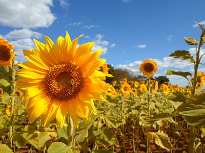 zonnebloem, veld, bloem, geel, natuur, landbouw, zomer