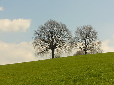 tree, meadow, nature, landscape, rest, silent, wide