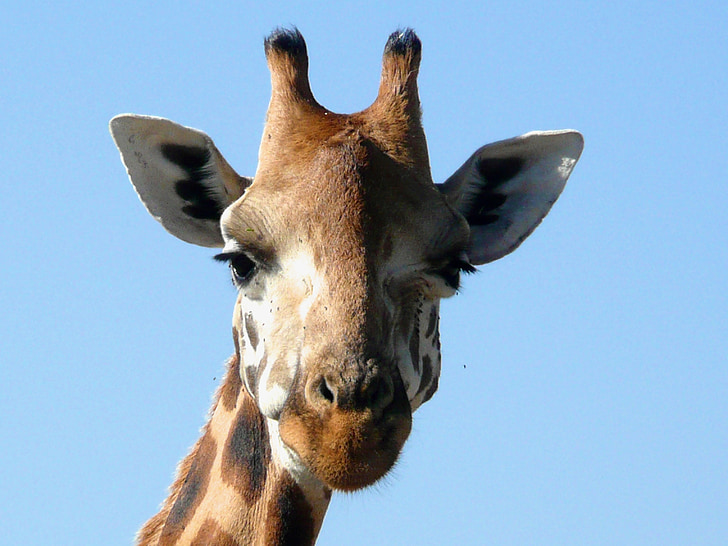 жираф, Ротшилд, Кения, африкански, бозайник, природата, животните
