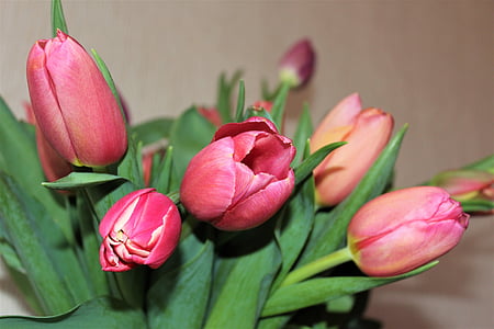 tulbid, lilled, Kevadlilled, 8. märts, krupnyj kava, Tulip, loodus