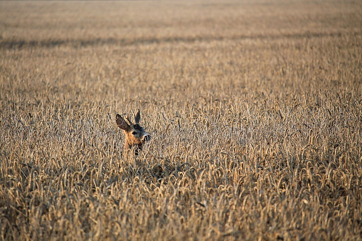 Roe deer, hươu fallow, cornfield, Thiên nhiên