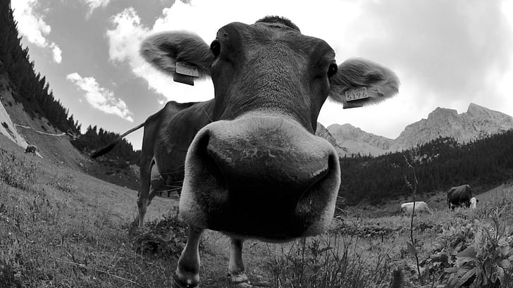 karvė, ganyklos, juoktis, gražu, gražus, pirmame aukšte, kalnų, Trentino
