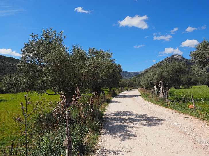 lane, fields, mallorca, olive tree, olive plantation, plantation, tree