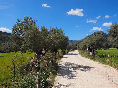 Lane, mezők, Mallorca, olajfa, olajfa-telepítés, ültetvény, fa