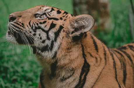Tiger, zviera, voľne žijúcich živočíchov, Forest, Príroda, Zelená, rastliny