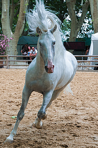 ιππασία, άλογο, Ιππική δεξιοτεχνία, λευκό, χαίτη, ιππασίας, ζώο