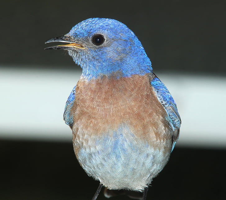 bluebird Barat, burung, berdiri, satwa liar, biru, Songbird, alam